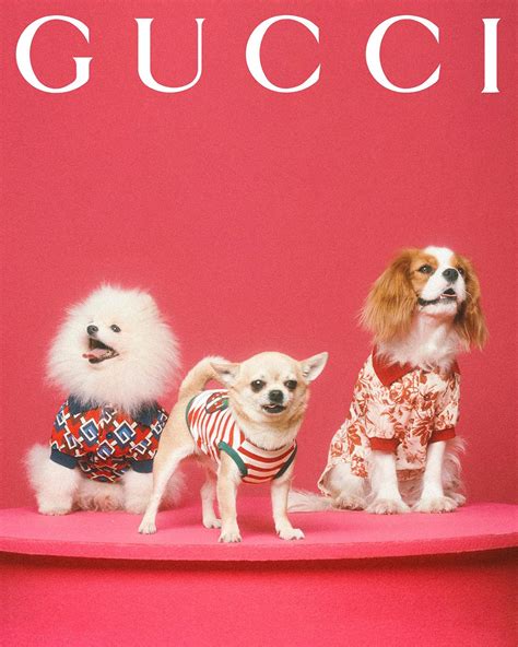 gucci pet prijzen|Gucci pet collection.